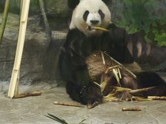 -灵玲国际马戏城