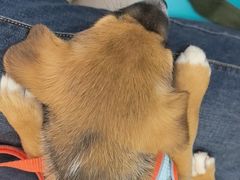 -天宠宠物医院24小时·急重症诊疗中心·全科·腔镜特色(和平分院)