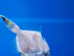 -海合安武汉极地海洋公园