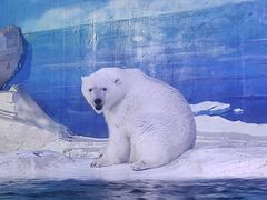 -海合安天津极地海洋公园