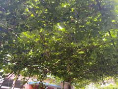 -如意农家院(胡关路店)