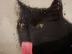 -PETKIT 小佩宠物·低压洗护·美容·寄养(安远店)