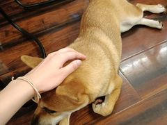 -豆柴町-柴犬主题狗咖(红鼎国际C座店)