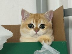 -宠物星动物医院·眼科·异宠·猫科(江南大道总院)