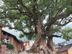-杨家堂村