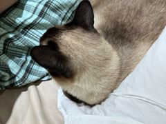 -藏猫猫咖啡主题馆(中央大道店)