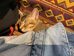 -喵屿·大理花园猫咖