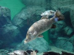 -上海海洋水族馆