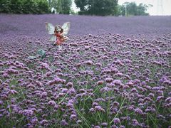 -紫颐香薰山谷景区