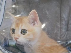 -美联众合动物医院·24h转诊中心