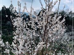 -樱桃山旅游景区