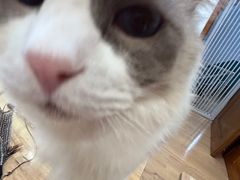 -是阿柴呀！柴犬咖啡·爱喵喵猫咖