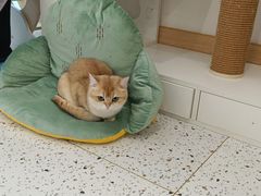 -猫域·湾主题猫咖·宠物吧(南坪城市广场店)