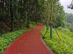 -铁山坪森林公园