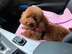 -爱侣宠医·鹦鹉专科·小型哺乳类·异宠专科(灵石路店)