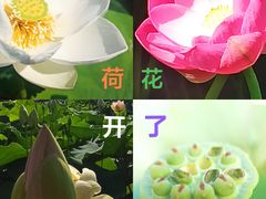 -莲花池公园