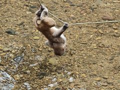 -西双版纳原始森林公园