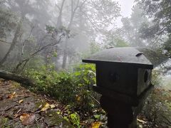 -天目山大树王景区