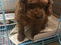 -美联众合宠物医院·爱萌分院·内外科·猫科中心