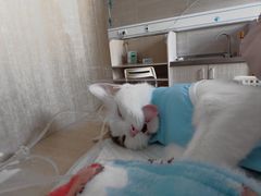 -北京观赏动物医院·24小时大型综合·猫专科·异宠专科