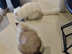 -藏猫猫咖啡主题馆(中央大道店)