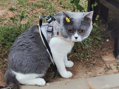 -宠福鑫康馨动物医院·骨科·眼科