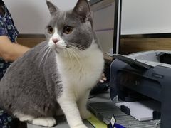 -爱侣宠医·鹦鹉专科·小型哺乳类·异宠专科(灵石路店)