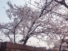 -嘉定紫藤园