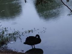 -瑶湖郊野森林公园