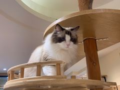-滚猫咖啡·猫咖·猫友好撸猫(未来城店)