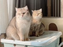 -猫大福·Fortune Cat猫舍(百子湾店)