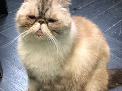 -猫色咖啡·猫咖