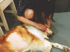 -爱侣宠医·鹦鹉专科·小型哺乳类·异宠专科(灵石路店)