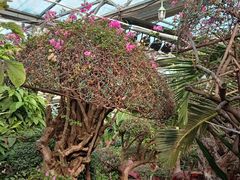 -呀路古热带植物园