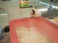 -babydoll猫舍·米努特·德文·缅因(久光中心店)