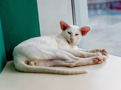 -飞行喵MR PILOT|猫舍·猫咖(静安大融城店)