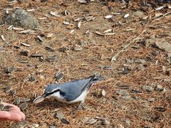 -莫尔道嘎国家森林公园