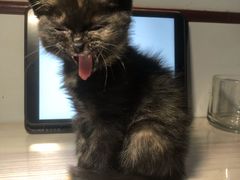 -宠颐生·恒爱宠物医院(静海店)