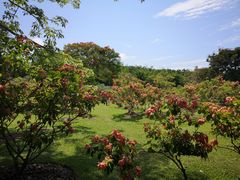 -中国科学院西双版纳热带植物园