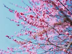 -新建村梅花