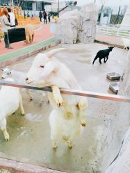 -造物庄园 萌宠纪(苏州湾歌林公园店)