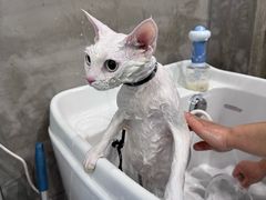 -PETKIT 小佩宠物·低压洗护·美容·寄养(安远店)