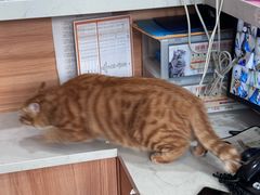 -创凡宠物医院·骨专科  猫科中心(西乡分院)