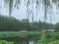 -白洋淀景区