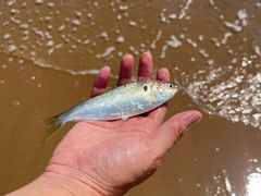 -东戴河风景区-止锚湾