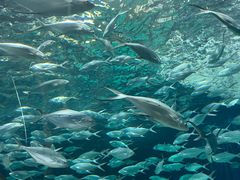 -上海海洋水族馆