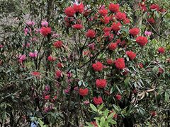 -贵州省植物园