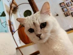 -平行世界·猫咖(首经贸店)