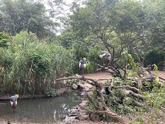 -广州长隆飞鸟乐园