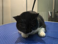 -PETKIT 小佩宠物·低压洗护·美容·寄养(安远店)